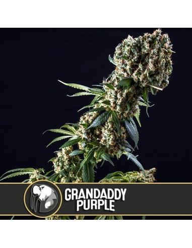 GrandDaddy Purple Feminizada Blimburn Seeds (9)