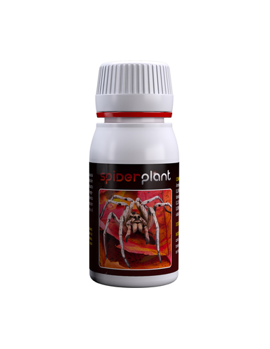 Spider Plant 60 ml