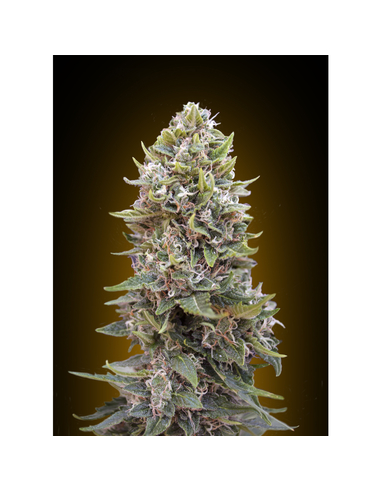 Auto Cheese Berry 00 Seeds (5)