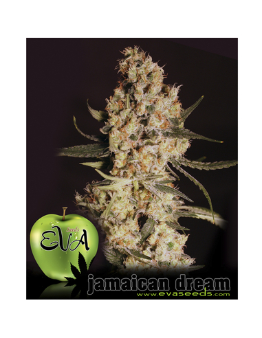 Jamaican Dream Feminizada Eva Seeds (3)