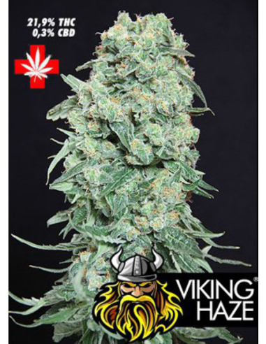 Viking Haze Feminizada Pure Seeds (3)