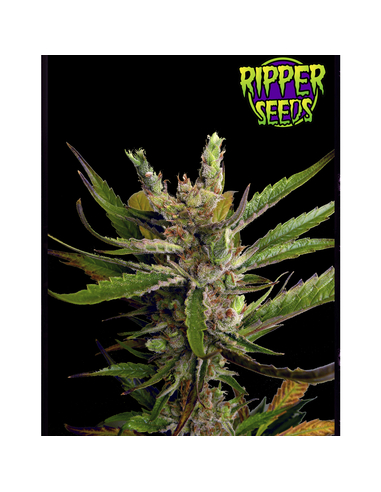 Ripper Haze Feminizada Ripper Seeds (1)