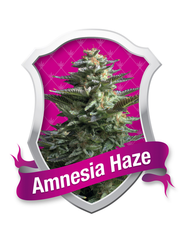 Amnesia Haze Feminizada Royal Queen Seeds (10)