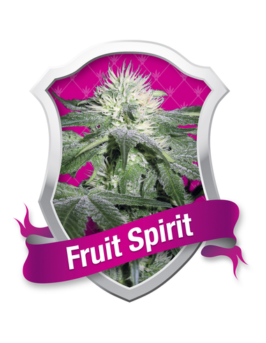 Fruit spirit Feminizada Royal Queen (1)