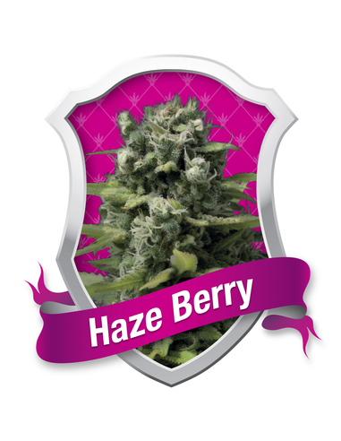 Haze Berry Feminizada Royal Queen (1)