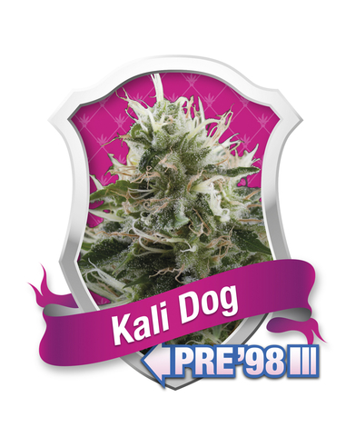 Kali Dog Feminizada Royal Queen (1)