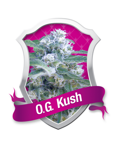 O.G. Kush Feminizada Royal Queen (1)