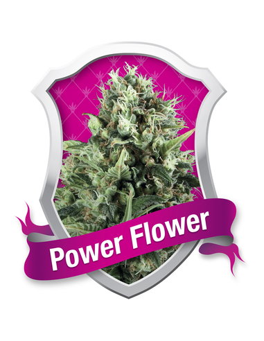 Power Flower Feminizada Royal Queen (1)