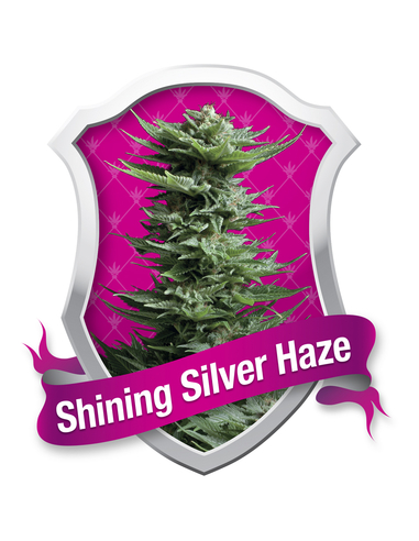 Shining Silver Haze Feminizada Royal Queen (1)