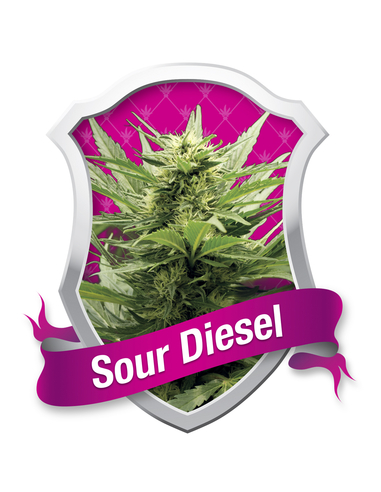 Sour Diesel Royal Queen Feminizada (1)