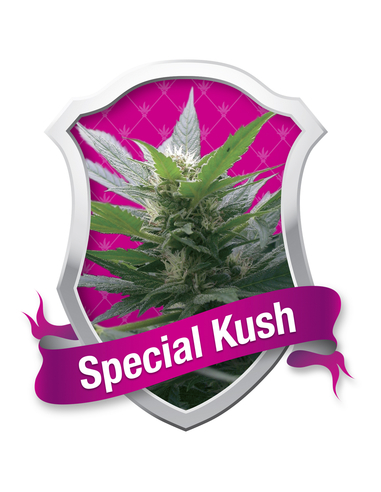 Special Kush 1 Feminizada Royal Queen Seeds (10)