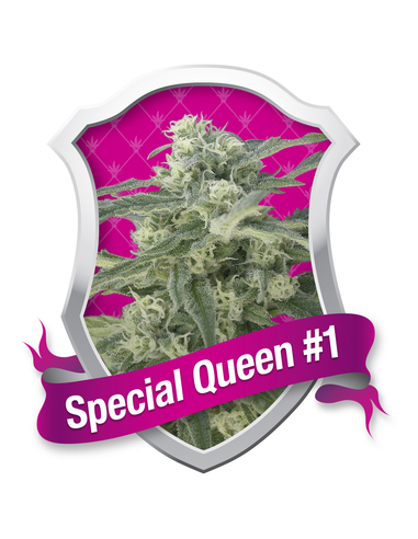 Special Queen 1 Feminizada Royal Queen (1)