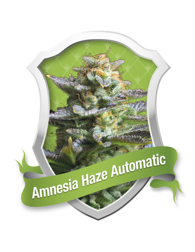 Amnesia Haze Automatic Royal Queen (1)