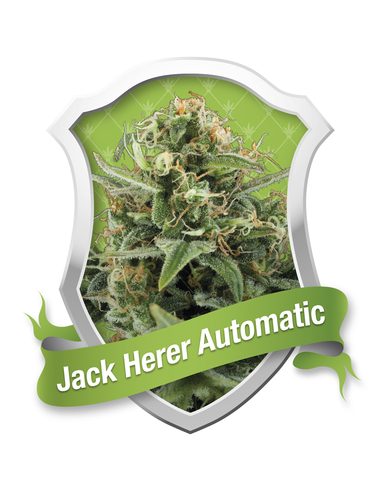 Jack Herer Automatic Royal Queen (1)