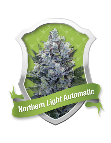 Northern Light Automatic Royal Queen (1)