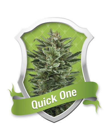 Auto Quick One Royal Queen (5)