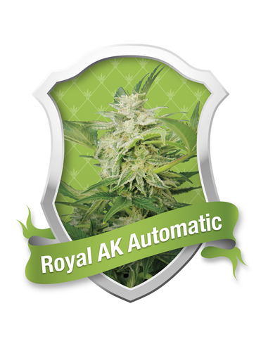 Royal AK Automatic Royal Queen (1)