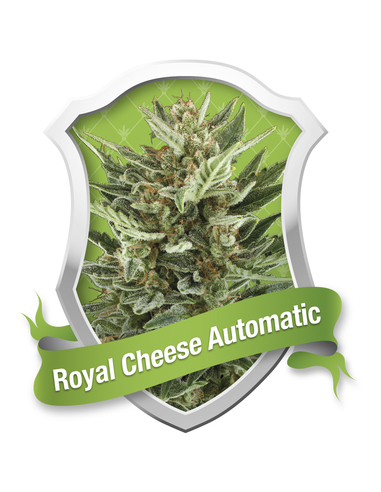 Royal Cheese Automatic Royal Queen (1)