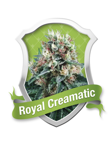 Auto Royal Creamatic Royal Queen (1)