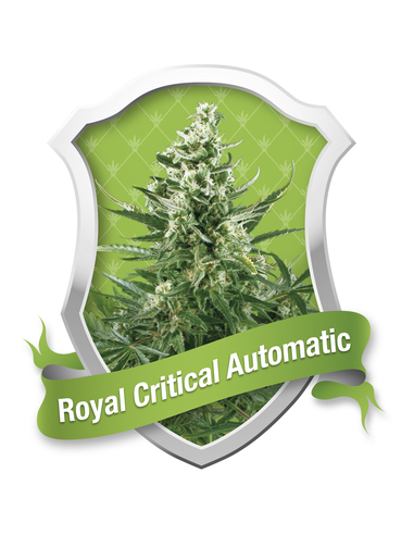 Royal Critical Automatic Royal Queen (1)