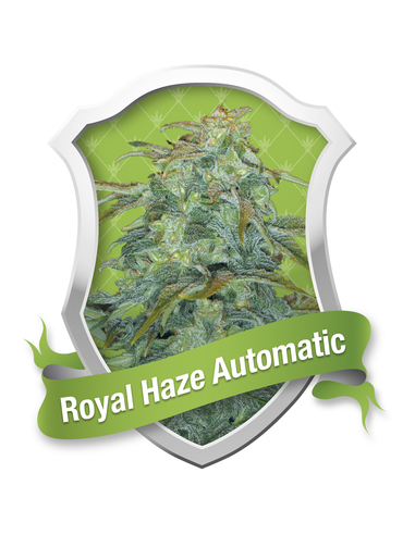 Royal Haze Automatic Royal Queen (1)