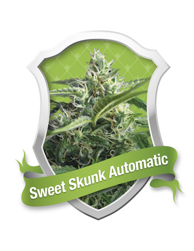 Sweet Skunk Automatic Royal Queen (1)