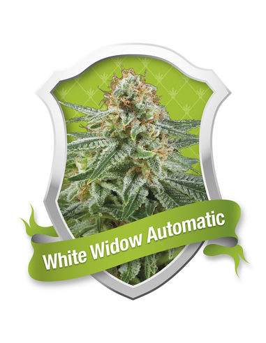 White Widow Automatic Royal Queen (1)
