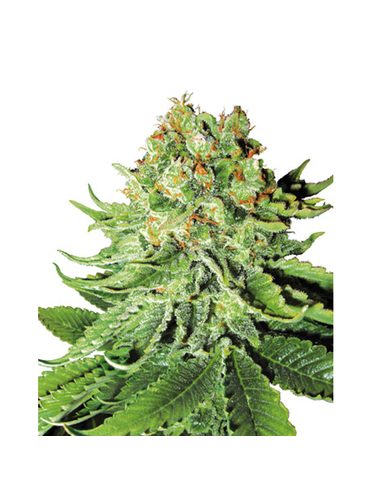 Northern Lights Automatic White Label Seeds (3)