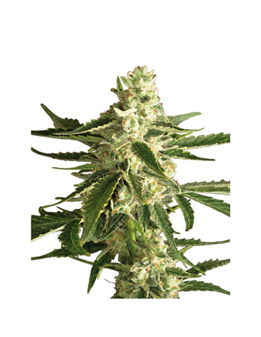 White Diesel Haze Automatic White Label Seeds (3)