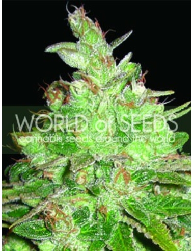 Afghan Kush X Black Domina (Medical C.) Feminizada World Of Seeds (3)