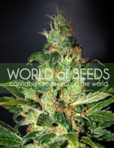 Chronic Haze (Legend Collection) Feminizada World Of Seeds (3)