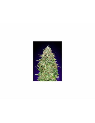 Critical Poison Fast Version 00 Seeds (5)