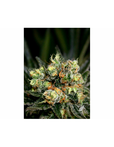 Chocolute F2 (10) Regular Absolute Cannabis Seeds (10)