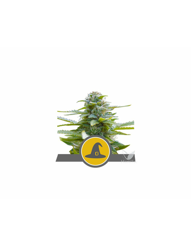 Exotic Witch Regular Royal Queen Seeds (10)