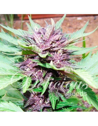 Dark Purple Auto Delicious Seeds (5)