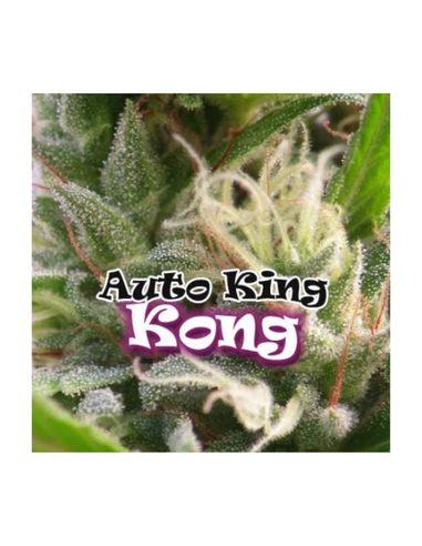 Auto King Kong Dr. Underground Seeds (4)