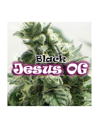 Black Jesus OG Feminizada Dr. Underground Seeds (4)