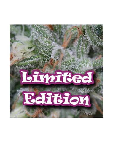 AlaDin Ed.limitada Feminizada Dr. Underground Seeds (5)