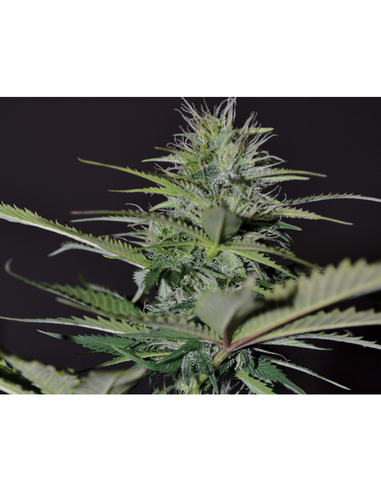 Auto Bilberry Exclusive Seeds (5)