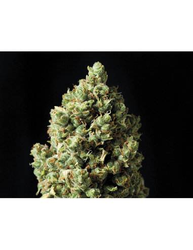 Auto Critical Exclusive Seeds (5)