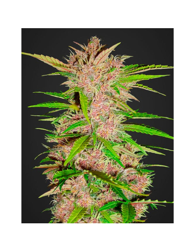Fastberry Auto Fast Buds Seeds (5)