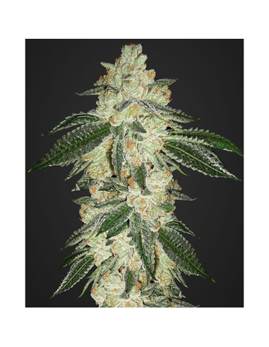 Green Crack Auto Fast Buds Seeds (5)