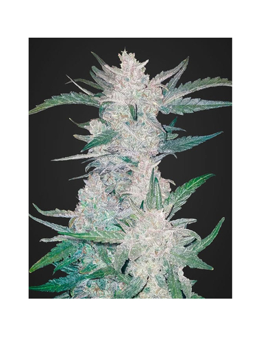Mexican Airlines Auto Fast Buds Seeds (5)