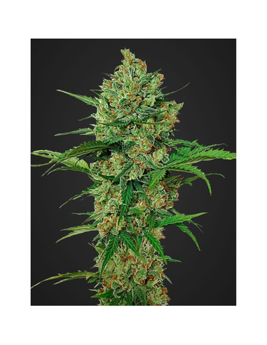 Northern Express Auto Fast Buds Seeds (1)