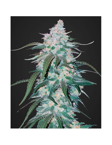 Pineapple Express Auto Fast Buds Seeds (5)