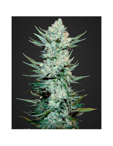 Tangie Matic Auto Fast Buds Seeds (5)