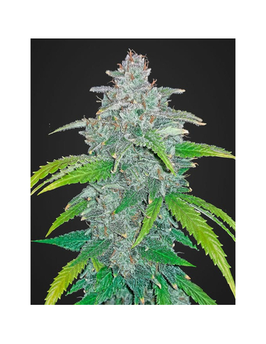 Blue Dream'matic Auto Fast Buds Seeds (5)