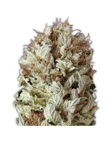 Extreme Impact Auto Heavy Weight Seeds (5)