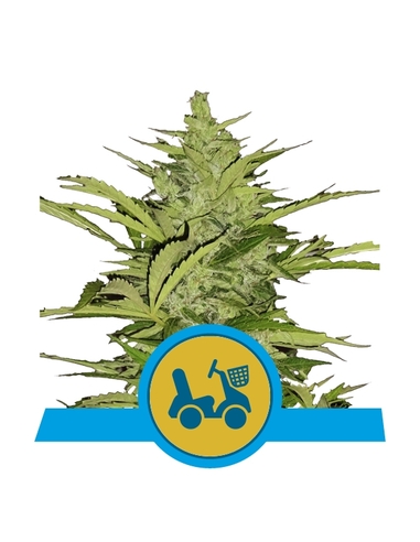 Fast Eddy Automatic CBD Royal Queen Seeds (5)