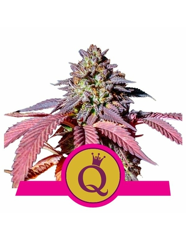 Purple Queen Feminizada Royal Queen Seeds (5)